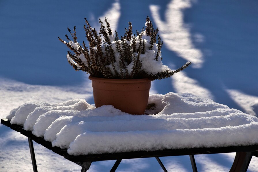 Kübelpflanze auf Tisch im Schnee